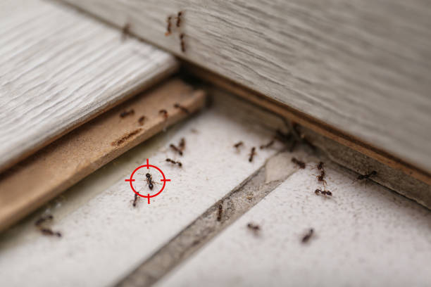 Best Commercial Pest Control Services  in Emigration Canyon, UT